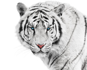 Panele Szklane  Biały Tygrys