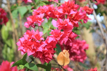 Flor del Curazao o Santa Rita (Bougainvillea sp). 