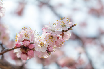 Fototapeta premium Spring background art with pink blossom. Beautiful nature scene with blooming tree and sun flare. Sunny day. Spring flowers. Beautiful orchard. Abstract blurred background. Shallow depth of field.
