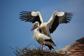 Störche bei der Paarung