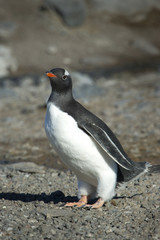 Naklejka premium Pingüinos Papúa en la Peninsula Antartica.