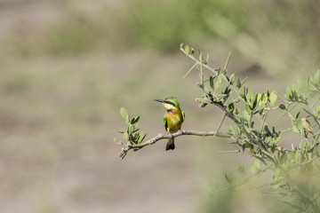 Little Bee-eater (Merops pusillus) Perched on a Branch in Northern Tanzania