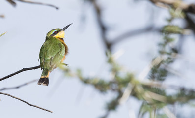 Little Bee-eater (Merops pusillus) Perched on a Branch in Northern Tanzania