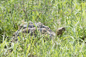 Naklejka na ściany i meble Leopard Tortoise (Stigmochelys pardalis) Moving Through Deep Grass in Northern Tanzania