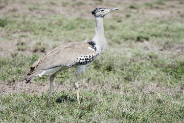 Africa's Largest Flying Bird the Kori Bustard (Ardeotis kori) on a Grassy Plain in Northern Tanzania