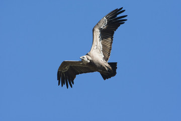 Grifone - Gyps fulvus