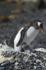 Naklejka premium Pingüinos Papúa en la Peninsula Antartica.
