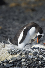 Naklejka premium Pingüinos Papúa en la Peninsula Antartica.