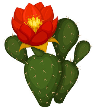 Vector illustration of a cactus in bloom with a large red flower.
