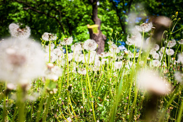 Glade of dandelions.
