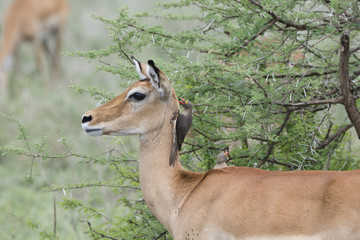 Impala (Aepyceros melampus) with Red-billed Oxpecker's in Northern Tanzania