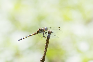 Julia Skimmer (Orthetrum julia) Resting on a Stalk in Northern Tanzania