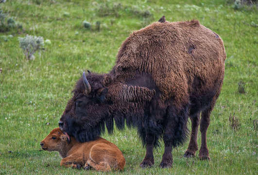 Mother Bison cares for baby