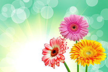 Gerber flower close up