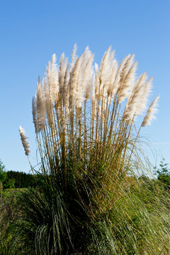 New Zealand native grass plant - Toitoi or Toetoe
