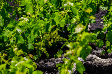 Wine grapes grow in the lava of Lanzarote.