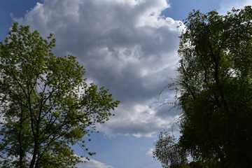 Obraz premium Trees and sky