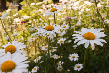 Daisy Patch