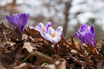 Early Spring Crocus