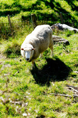 Sheep - New Zealand hillside
