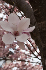 Magnolia Blossoms