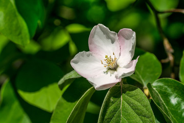 Obraz na płótnie Canvas A flower of a tree of a quince