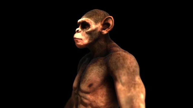 Ape Monkey Chimpanzee Chimp