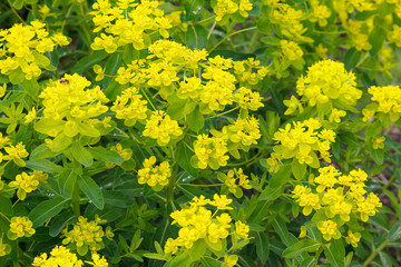 Yellow flowers of the bush in the garden. Nature