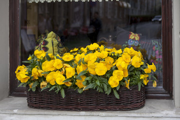 the yellow Violets in a wicker basket on the steps of the cafe as decoration © elenarostunova