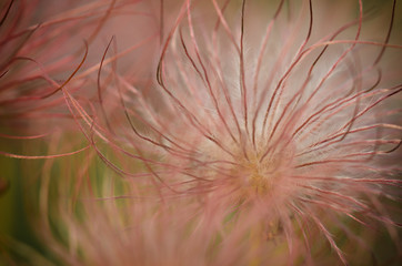 Pasqueflower (Pulsatilla)