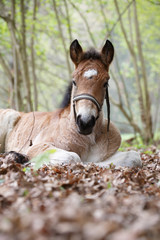 Liegendes Kaltblutfohlen im Wald