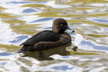 Tufted Duck