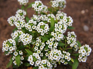 Small white flowers