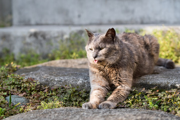 Little sphinx
