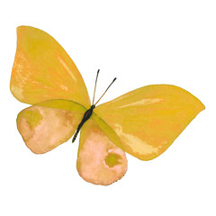 Drawing a watercolor yellow butterfly
