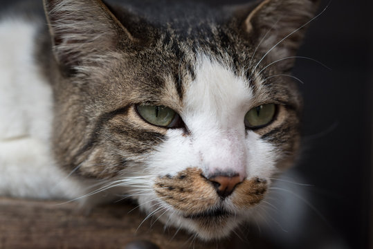 Close-up brown tabby & white cat face