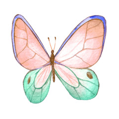 Watercolor color butterfly drawing