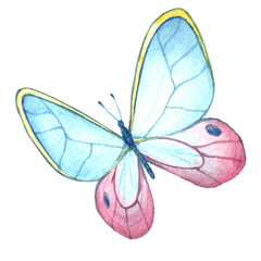 Watercolor color butterfly drawing