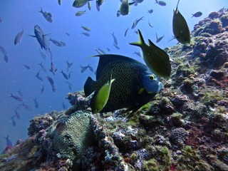 Paru e divercidade recifal