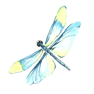 Watercolor color dragonfly drawing