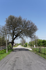 Fototapeta na wymiar duże drzewo przy polnej drodze