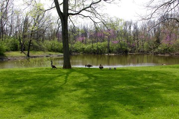 Obraz premium The geese on the grass by the lake in the park.