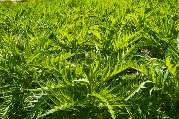 Mediterranean artichoke vegetable plantation on Crete, Greece