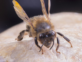Biene Bee Stacking Detail