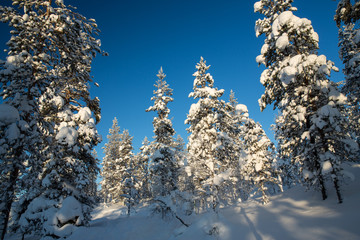 Winter landscape in Urho Kekkonen National Park, Finland.