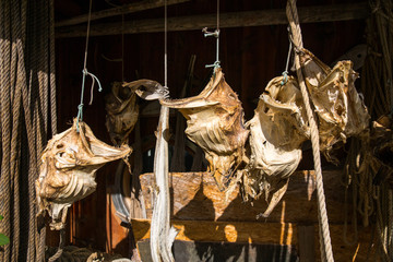 Dried fish in Lofoten, Norway.