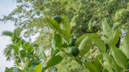 Lime green tree