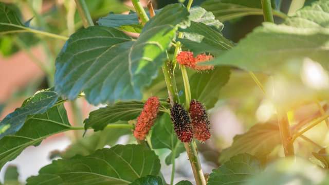 ripe mulberries fruits