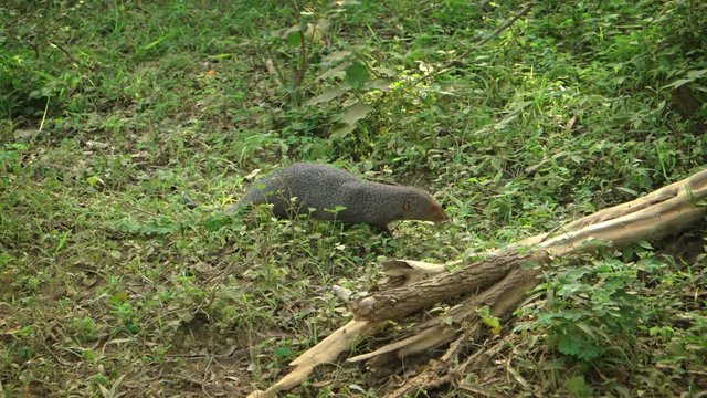 Indian Brown Mongoose in a Sri Lankan Wildlife Refuge