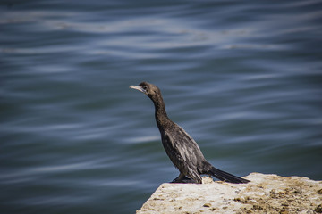 Bird at lake side